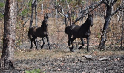 Réserve de chevaux sauvages en Australie