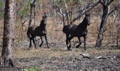 Wildpferdereservat in Australien