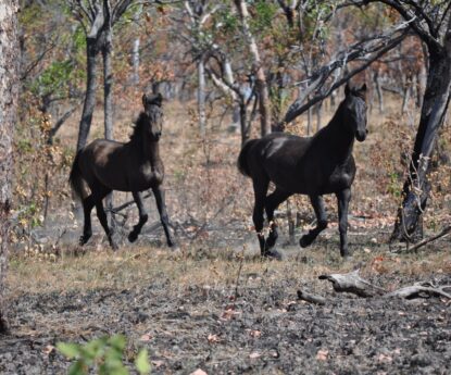 Wildpferdereservat in Australien