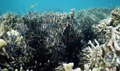 Banggai Cardinalfish