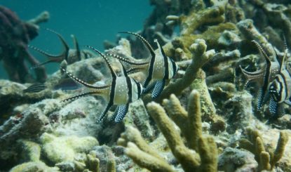 Plus d'espèces animales menacées qu'on ne le pensait