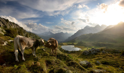 Initiative pour les vaches à cornes