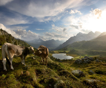 Initiative pour les vaches à cornes