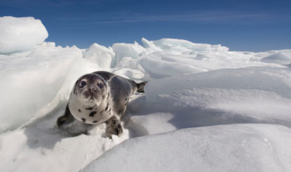 Canada: Seal Hunt Despite Import and Trade Bans