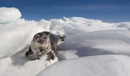 Seals