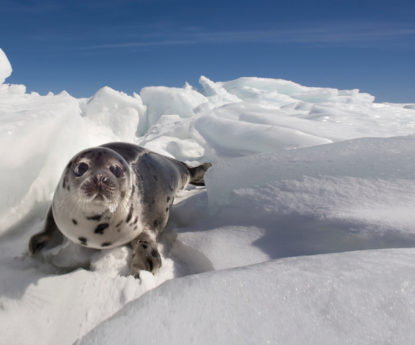 Seals