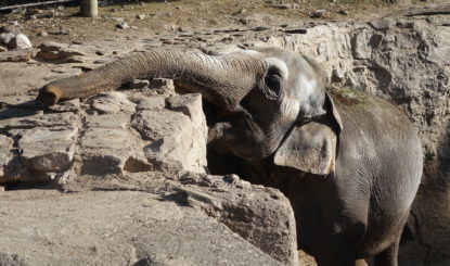 Elefantes en zoológicos y circos