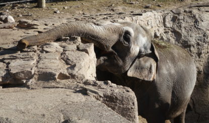 Les éléphants dans le zoos et cirques