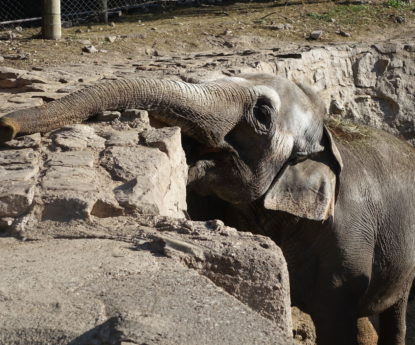 Elefantes en zoológicos y circos