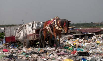 Recogida de basura con caballos