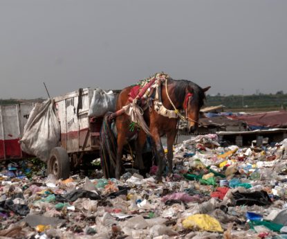 Recogida de basura con caballos