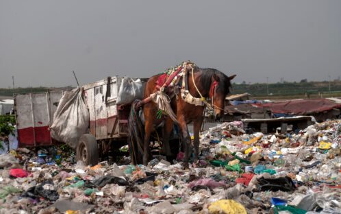Once años de campaña por una vida mejor para humanos y caballos