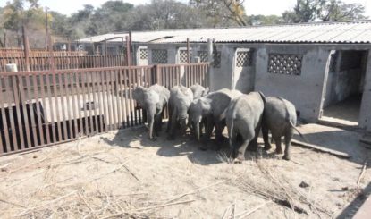 Tráfico de elefantes bebé