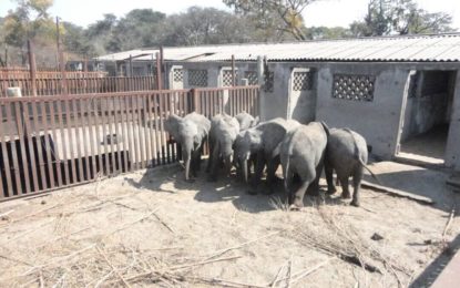 Commerce de bébés-éléphants