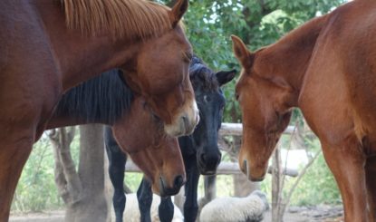 Pour la Fondation Franz Weber, chaque jour est la journée mondiale des animaux