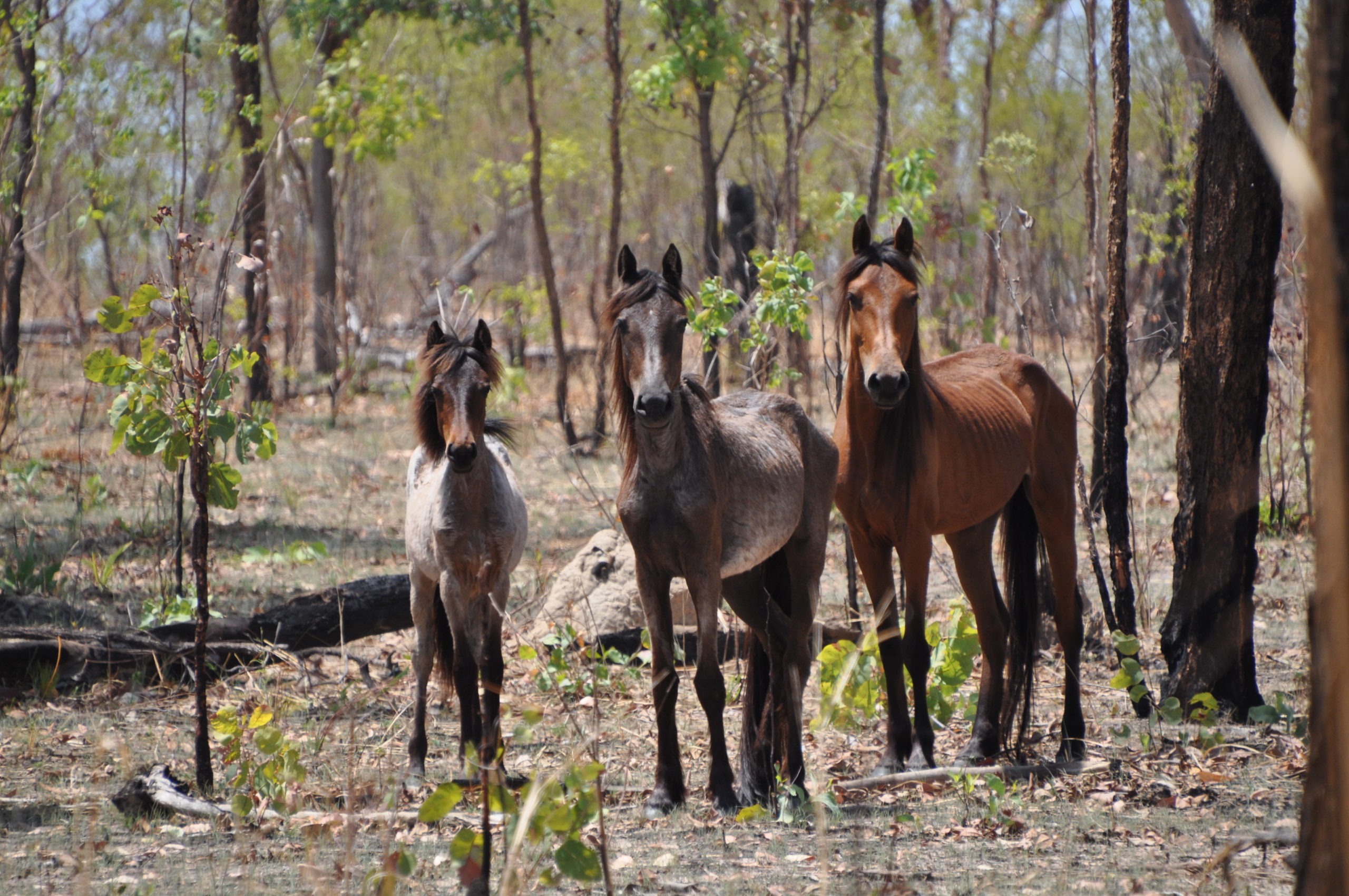 Franz Weber Territory – Reserva de caballos salvajes en Australia