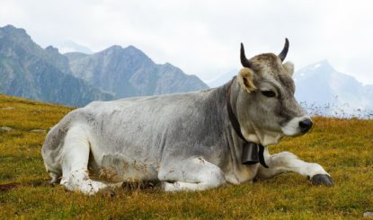 Ne touchez pas  aux cornes des vaches!