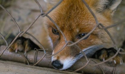 Stopp der Tierquälerei! Stopp dem Pelzimport!