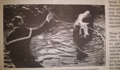 Repose en paix, chère Banette, notre vache sauvage à cornes !