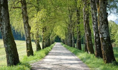 Protection des arbres