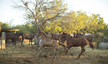 Les chevaux sauvés de Salta trouvent leur bonheur à Equidad