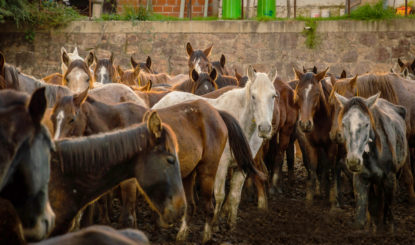 Après la tragédie, une victoire pour la cause animale