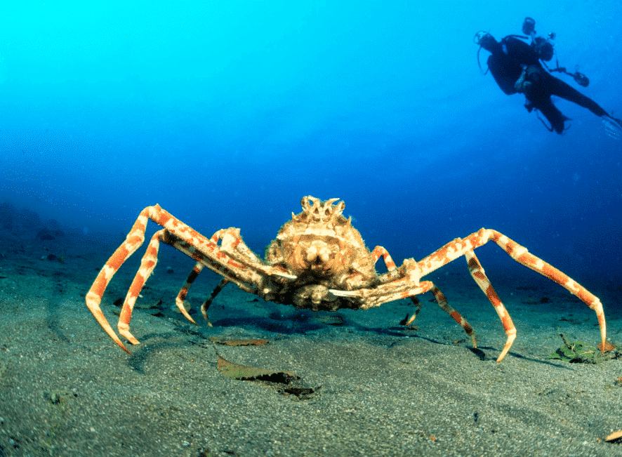 Fondation Franz Weber | Die Japanische Riesenkrabbe