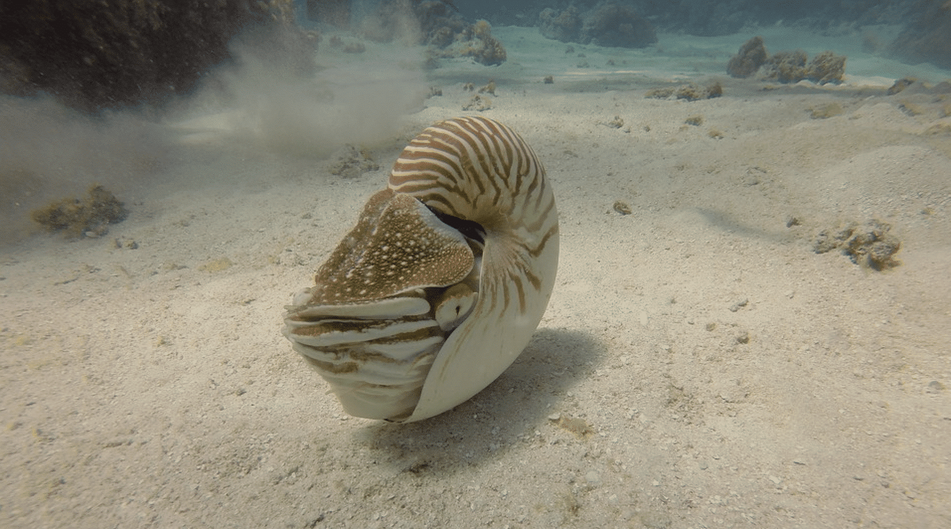 Fondation Franz Weber Der Nautilus