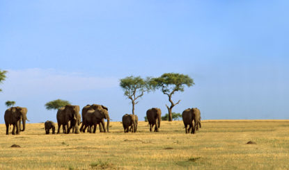 Sommet sur le commerce international d’espèces me-nacées – Comment sauver l’éléphant d’Afrique ?