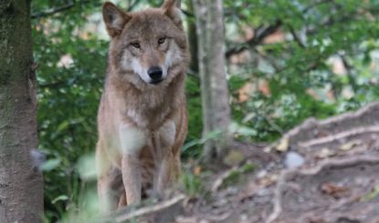 Que se passera-t-il à Berne après le « Non » à la révision de la Loi sur la chasse ?