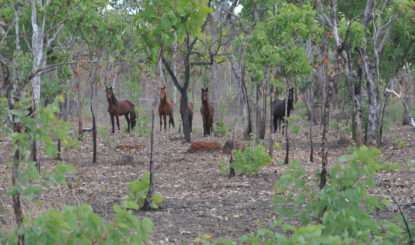 Im Paradies der Brumbies