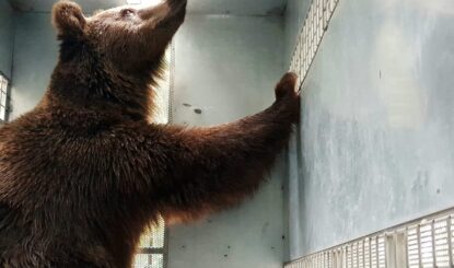 Diez osos pardos han sido rescatados del ex zoo y reubicados en un santuario