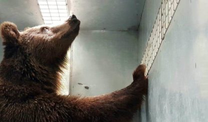Diez osos pardos han sido rescatados del ex zoo y reubicados en un santuario