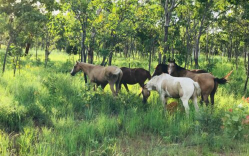 Australia is Burning, But the Franz Weber Territory is Lush and Green