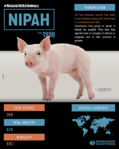 Fondation Franz Weber Becauseweeatanimals Nipah Virus Niv
