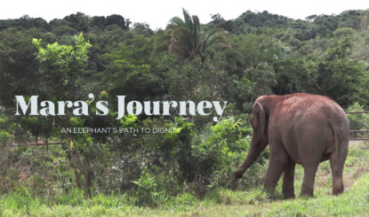 Mara`s journey