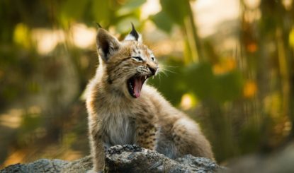 Non à la loi sur la chasse: une chance pour les espèces protégées en Suisse!