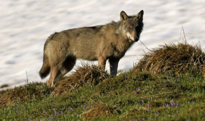 Jagdgesetz: Wie steht es um den Schutz der Schweizer Wildtiere?