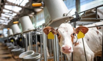 Transition végétale: l’Union européenne à la rescousse de l’industrie de la viande