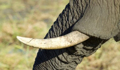Die EU schränkt den Binnenhandel mit Elfenbein ein: endlich ein Schritt nach vorne für die afrikanischen Elefanten!