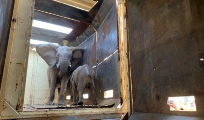 Fondation Franz Weber saves a small herd of elephants in South Africa