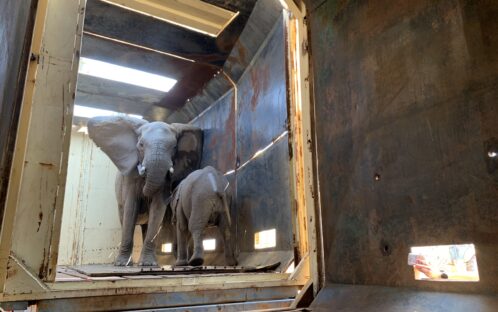 Fondation Franz Weber saves a small herd of elephants in South Africa