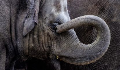 Communiqué aux médias: Le zoo de Zürich veut faire croire que la mort d’un éléphanteau était naturelle – Fake news !