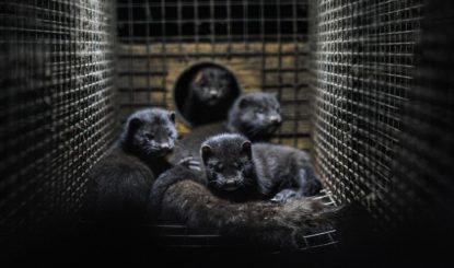 FFW Sends Letter to Denmark Following the Discovery of Mink Infected by Covid-19