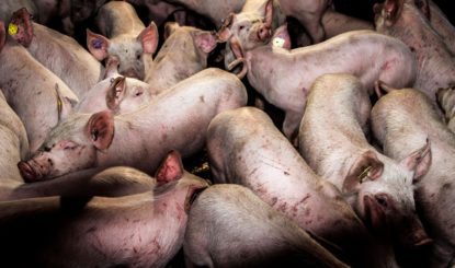 Massentierhaltung ungeheuerlichen Ausmasses: Wird Argentinien zu Chinas Schweinestall?