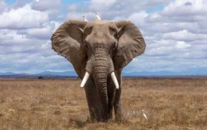 Elefantenschutz