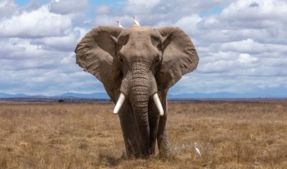 Protección de los elefantes