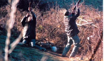 Fini, les massacres de Pigeons ramiers en Ardèche!