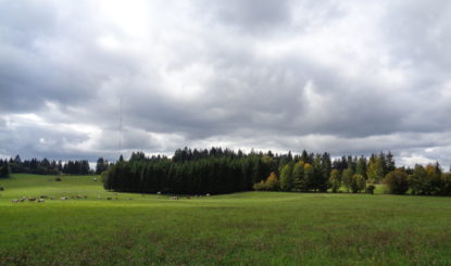 Wind turbines blight the landscape and destroy bird life