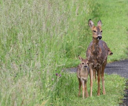 Rehe auf dem Friedhof am Hörnli